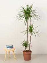 Dracaena Marginata Head